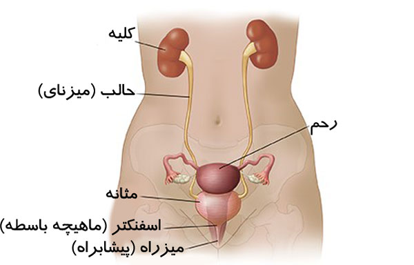 پاورپوینت فیزیولوژی دستگاه دفع ادرار ( 4 )